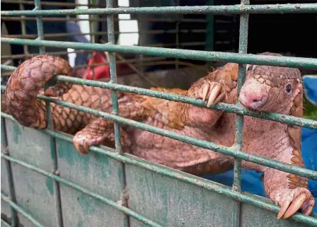  ?? — AFP ?? Free me: A pangolin is seen in a cage after the recent raid in Pekanbaru, Riau.