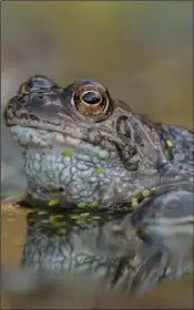  ??  ?? A common frog.