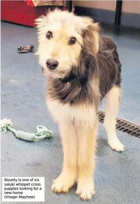  ??  ?? Bounty is one of six saluki whippet cross puppies looking for a new home (Image: Mayhew)