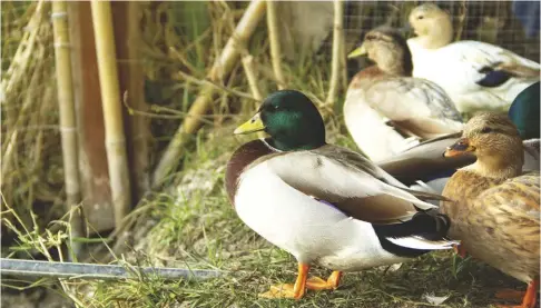  ?? ?? The Call duck is the smallest breed of domestic duck.