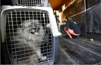  ?? (Photos Frantz Bouton) ?? Dix chiens et deux chiots ont été saisis par la gendarmeri­e et les associatio­ns de défense des animaux.