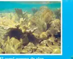  ??  ?? El coral cuerno de alce (Acropora palmata) es uno de los más comunes en Puerto Rico.