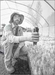  ?? LAURA SKELDING / AMERICAN-STATESMAN ?? Lady Bird Johnson Wildflower Center’s Sean Watson holds wildfire area seedlings.