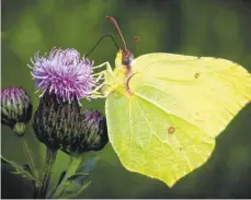  ?? FOTO: THOMAS JÄGER /IMAGO IMAGES ?? Hart im Nehmen: Der Zitronenfa­lter ist überaus robust, wenn draußen Minusgrade herrschen.