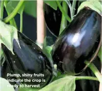  ??  ?? Plump, shiny fruits indicate the crop is ready to harvest