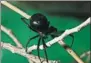  ?? GETTY IMAGES ?? A black widow spider.