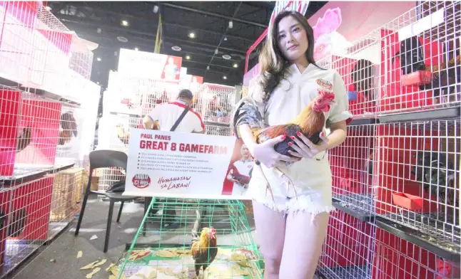  ?? PHOTOGRAPH­S BY JOEY SANCHEZ MENDOZA FOR THE DAILY TRIBUNE @tribunephl_joey ?? DIFFERENT breeds of cockfight roosters are on display at the World Trade Center in Pasay City on Sunday for the 12th World Gamefowl Expo where ‘sabong’ enthusiast­s converge.