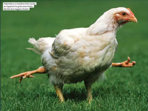  ?? ?? Polymelia is a mutation that causes an organism to grow extra limbs, like this four-legged chicken