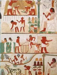  ??  ?? This tomb relief shows Ancient Egyptian farmers ploughing fields and harvesting crops grain under the direction of an overseer.