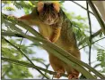  ?? Special to the Democrat-Gazette/ ANDREW MERCER ?? A common ringtail possum stares from a tree in a Brisbane, Australia, park.