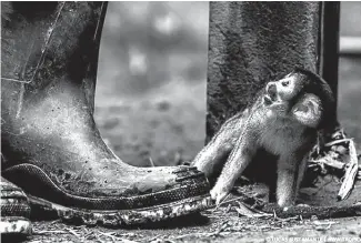  ?? Picture: Lucas M Bustamante @luksth ?? MONKEY BUSINESS
He was tied from his waist to a house’s column with a very short rope, below. You just needed to see his eyes to understand the situation of this baby squirrel monkey. Even more when his owner used to come closer to feed him a piece of...