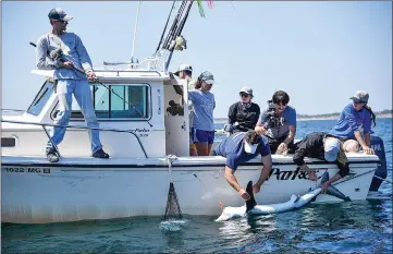  ?? — Washington Post photos by Ricky Carioti ?? Greg Metzger, left, helps secure a 6 1/2-foot blue shark as Matt Ajemian, centre front, a research professor at Florida Atlantic University, and Lisa Hoopes, right front, a nutritioni­st at the Georgia Aquarium, take blood and tissue samples. Metzler, a...