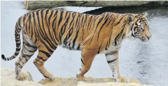  ??  ?? Melati, a 10-year-old female Sumatran tiger, was killed Friday by a male tiger put into the same enclosure with her for the first time at the London Zoo.