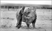  ?? SUNDAY ALAMBA/AP ?? Keeper Zachariah Mutai attends to Fatu, one of only two female northern white rhinos left in the world, in Kenya.