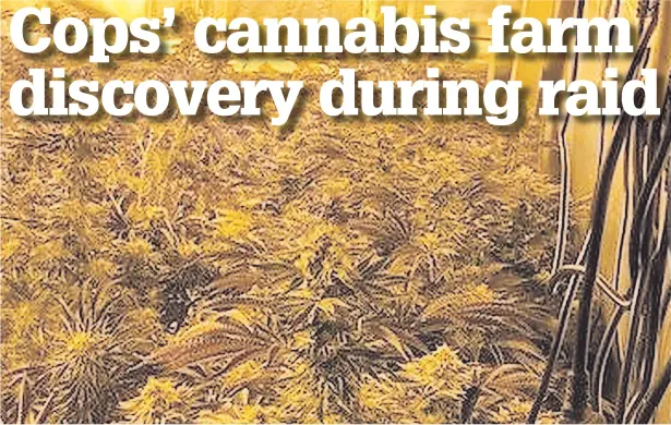  ?? ?? ● The cannabis farm found by police on Mount Street in Widnes on Monday