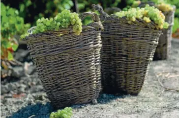  ?? ?? La tipicidad de los vinos ayuda a las bodegas a ser más competitiv­as