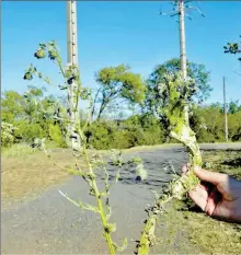  ?? BB34 - Crédits : ?? Comparaiso­n entre la plante normale et la «Chimère»