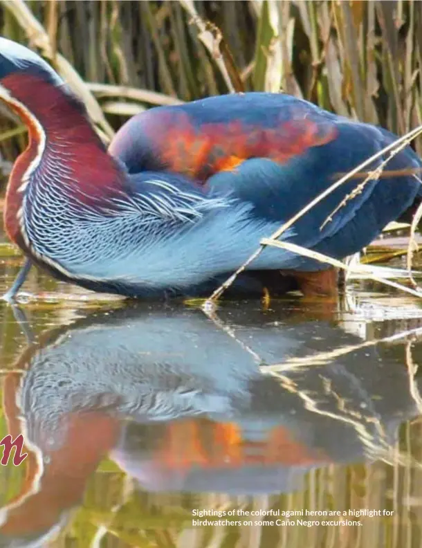  ??  ?? Sightings of the colorful agami heron are a highlight for birdwatche­rs on some Caño Negro excursions.