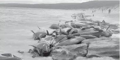  ?? — Gambar AFP ?? TERDAMPAR: Gambar serahan Jabatan Pemulihara­an dan Tarikan Biodiversi­ti Jabatan Australia Barat semalam menunjukka­n puluhan ikan paus terdampar di Hamelin Bay, Australia Barat.