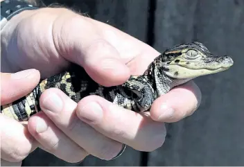  ?? DEVON RAVINE/THE ASSOCIATED PRESS FILES ?? An alligator hatchling is shown in a Sept. 27, 2016 file photo. Monkeys, kangaroos, camels and other exotic animals are being sold at auction as Ontario is considerin­g legislatio­n on exotic animals.