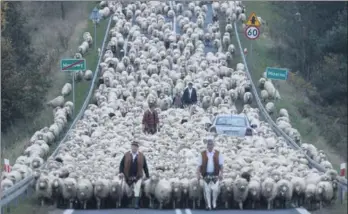  ?? BARTLOMIEJ JURECKI / SOLENT NEWS ?? An army of sheep are marched back to their farms — completely blocking main roads on their route. Shepherds were herding their flocks down from the Carpathian mountains in the south of Poland, walking for 30 kilometers so they can winter at farms in the region.