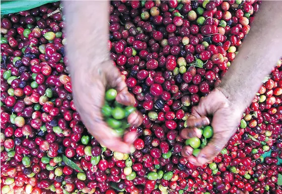  ?? ROBERTO ESCOBAR / AFP / GETTY IMAGES FILES ?? A farmer separates the green coffee seeds from the ripe ones. “I like to consider Sucafina the smallest of the big trade houses or the biggest of the small trade houses,” says Noble Group’s former head of coffee, David Behrends, a partner in Sucafina...