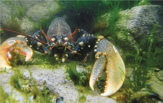  ?? | PHOTO : THIERRY CREUX / OUEST-FRANCE ?? (Morbihan).