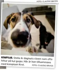  ?? FOTO: CLAUDIO BRITOS ?? KOMPISAR. Stella är dagisets clown som ofta hittar på kul grejer. Här är hon tillsamman­s med kompisen Krut.