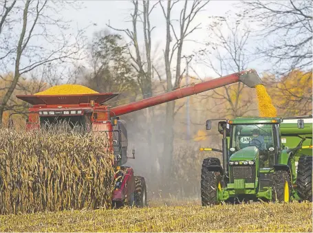  ?? FILES ?? Corn is harvested in this photo from 2021.