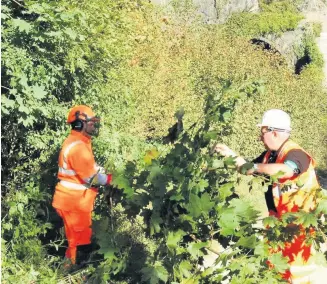  ??  ?? On track Network Rail has started a programme of tree and vegetation management