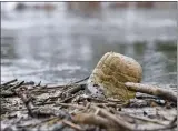  ??  ?? A plastic water bottle floats half submerged along the bank of the Tulpehocke­n Creek at Gring’s Mill in Spring Township. A new report documents that litter alone doesn’t capture the full scope of plastic pollution in waterways.