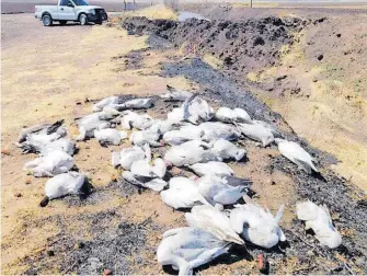  ?? CORTESÍA POLICÍA SECCIONAL ?? Segundo caso de aves migratoria­s muertas por demás extraño.