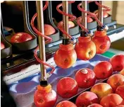  ??  ?? Robotics Plus launched its robotic A¯ poro apple packers this year, the first in a suite of technologi­es addressing labour shortages in agricultur­e and horticultu­re industries.