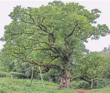  ?? Picture: Steve Macdougall. ?? The Birnam Oak, celebrated as part of the Birnam Wood in Shakespear­e’s iconic play, Macbeth.