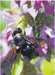  ??  ?? Die Blüten der Indianerne­ssel (hier: Monarda citriodora) sind ein Magnet für Schmetterl­inge und Bienen.