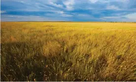  ?? ?? Buffalo Gap national grasslands, South Dakota, a protected prairie habitat. Photograph: Tetra Images/Getty Images/Tetra images RF