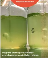  ?? E. DARLING/WCS ?? De gröna bränslepro­ducerande cyanobakte­rierna på tillväxt i labbet.