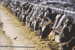  ?? AP file photo ?? Dairy cattle feed at a farm on March 31, 2017, near Vado, N.M. The U.S. Department of Agricultur­e said Monday, that milk from dairy cows in Texas and Kansas tested positive for bird flu.