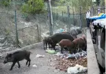  ?? AP Photo/Gregorio Borgia ?? Wild boars eat garbage near trash bins in Rome