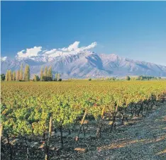  ?? / SUMINISTRA­DA ?? Los Ándes. Los viñedos de Don Melchor son suelos andinos milenarios con perfiles enriquecid­os y diversific­ados, condicione­s perfectas para el desarrollo de las uvas Cabernet Sauvignon.t.