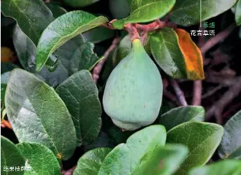 薜荔 小丸子 Pressreader