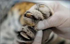  ?? ?? A researcher holds the paw of a jaguar Thursday as it undergoes an artificial inseminati­on procedure.