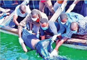  ?? — Gambar Reuters ?? BEBERAPA anggota penyelamat mengangkat mayat seorang lelaki dari air selepas sebuah feri karam di Pulau Ukerewe di Tasik Victoria, Tanzania kelmarin.