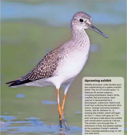  ?? JIM MCCORMAC ?? A lesser yellowlegs wades in the shallows, seeking macroinver­tebrates.