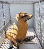  ?? NELVIN C. CEPEDA U-T ?? Seaworld scientists released a rescued sea lion, known as ZC2338, back into open water on Thursday.