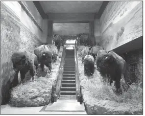  ??  ?? A bison-flanked escalator takes visitors into Wonders of Wildlife, a new attraction at the Springfiel­d, Mo., Bass Pro Shop. The feature is expected to draw even more visitors to Missouri’s No. 1 tourist attraction.