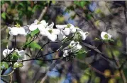  ?? COURTESY OF CHARLES SEABROOK ?? Dogwood trees are among the early bloomers this year. With so many plants blooming two or three weeks ahead of usual times, it has been an early spring, but the equinox officially arrives Monday.