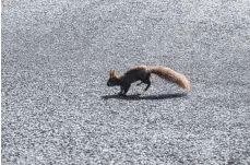  ?? FOTO: ROBERT GÜNTHER/DPA ?? Wer ein Eichhörnch­en überrollt, sollte sich besser nicht mit einer Rettungsak­tion in Gefahr bringen.