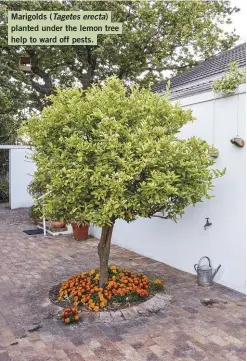  ??  ?? Marigolds (Tagetes erecta) planted under the lemon tree help to ward off pests.