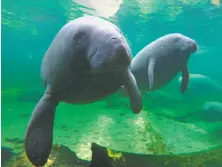  ?? Red Huber / Orlando Sentinel ?? Manatees, ancestral relatives of elephants, adapted their insulation and feeding ability to waters of Orange City, Fla.